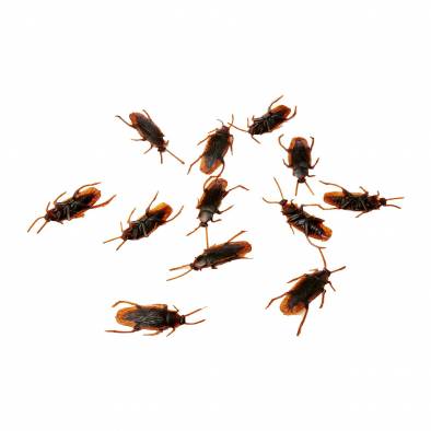 Fake Cockroaches (12pcs)